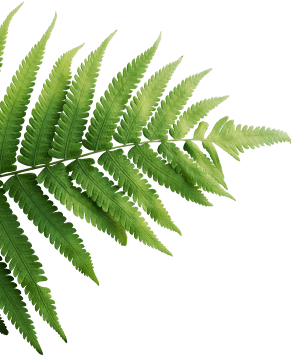 home-plant-1